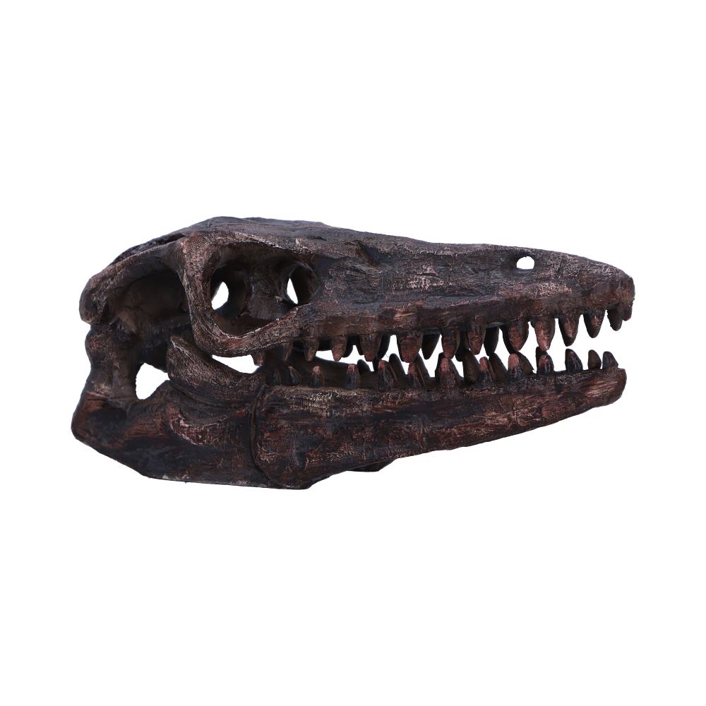 Archaeopteryx Skull Decorative Resin Replica